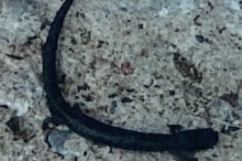 California-slender-salamander