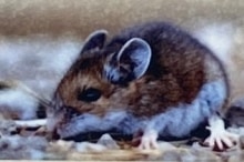 Deer-Mouse