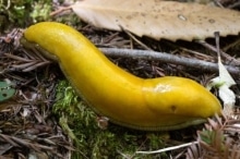 banana-slug