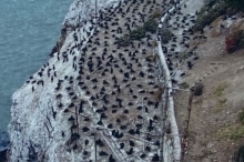 Brants-cormorants-nesting-colony