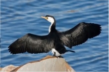 Cormorant