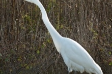Egret