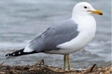 Gull