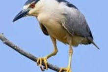 Heron