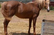 Horse 10 111817