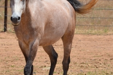 Horse 5 111817