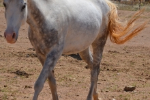 Horse 8 111817