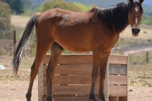 Horse 9 111817