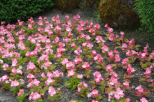 Butchart Gardens