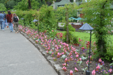 Butchart Gardens