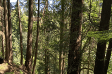 CAPILANO SUSPENSION BRIDGE