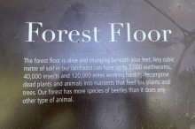 CAPILANO SUSPENSION BRIDGE