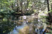 CAPILANO SUSPENSION BRIDGE