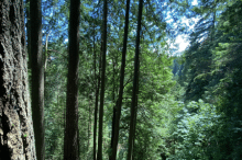 CAPILANO SUSPENSION BRIDGE