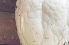 4_image