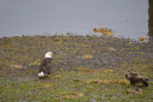 Ketchikan, AK