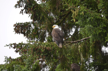 Ketchikan, AK