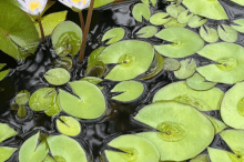 16_image