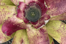 2_image