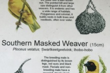 Cape-Weaver-121719