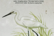 Little-Egret-121719