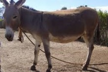 Peter-Goble-Donkey-052020