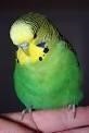 Peter-Goble-George-052020