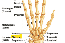 Wrist-Bones-081322