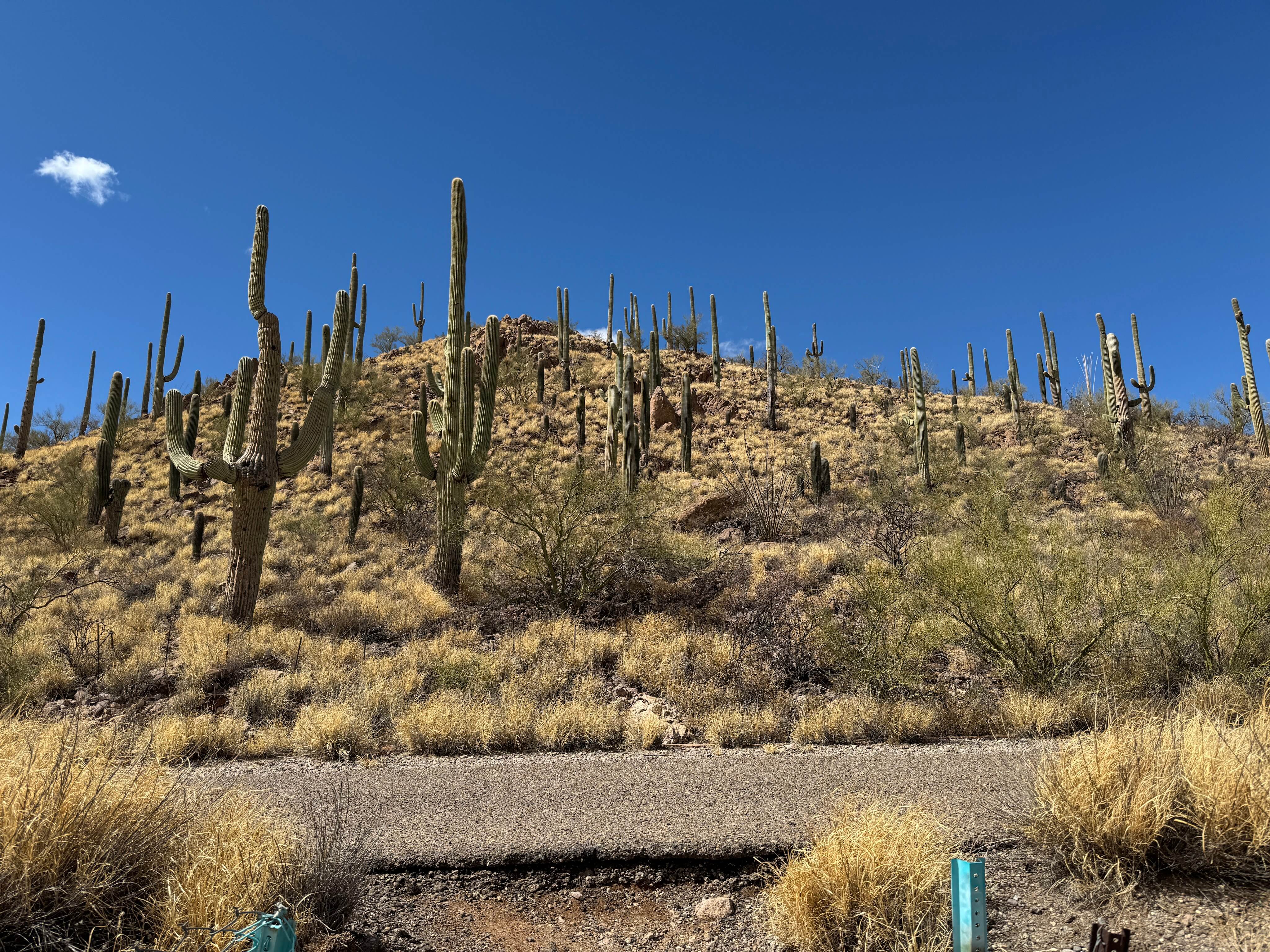 Tucson, Arizona February—March 2025